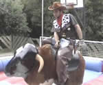 Rodeo Bull